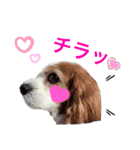 関西の可愛すぎるチョコビだワン♡パート2（個別スタンプ：3）
