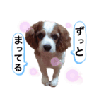 関西の可愛すぎるチョコビだワン♡パート2（個別スタンプ：6）