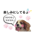 関西の可愛すぎるチョコビだワン♡パート2（個別スタンプ：7）