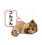 コテツのパピー時代（個別スタンプ：8）