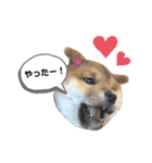 コテツのパピー時代（個別スタンプ：9）