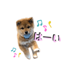 コテツのパピー時代（個別スタンプ：11）