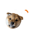 コテツのパピー時代（個別スタンプ：16）
