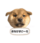 コテツのパピー時代（個別スタンプ：20）