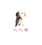ちぇりーとここ（個別スタンプ：11）