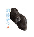ちぇりーとここ（個別スタンプ：12）