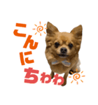 lufcobスタンプ②（個別スタンプ：1）