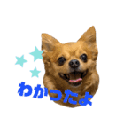 lufcobスタンプ②（個別スタンプ：3）