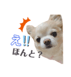 lufcobスタンプ②（個別スタンプ：10）