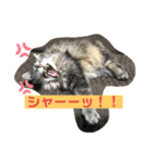 ジェイ♂＆クーン♀（個別スタンプ：7）