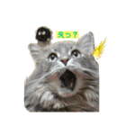 ジェイ♂＆クーン♀（個別スタンプ：14）