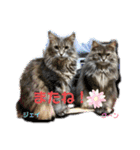 ジェイ♂＆クーン♀（個別スタンプ：24）