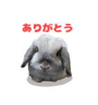 うさぎのラブくん（個別スタンプ：3）