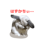 うさぎのラブくん（個別スタンプ：11）