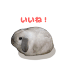 うさぎのラブくん（個別スタンプ：12）