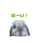 うさぎのラブくん（個別スタンプ：13）