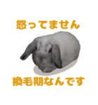 うさぎのラブくん（個別スタンプ：34）
