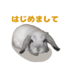 うさぎのラブくん（個別スタンプ：37）