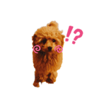 ティーちゃんアモちゃん（個別スタンプ：4）