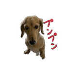 仲良しな犬とモルモット（個別スタンプ：8）