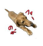仲良しな犬とモルモット（個別スタンプ：9）