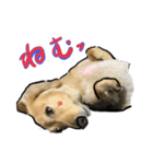 仲良しな犬とモルモット（個別スタンプ：10）