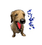 仲良しな犬とモルモット（個別スタンプ：11）