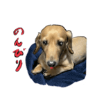 仲良しな犬とモルモット（個別スタンプ：12）
