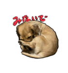 仲良しな犬とモルモット（個別スタンプ：14）