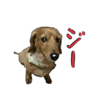 仲良しな犬とモルモット（個別スタンプ：15）