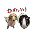 仲良しな犬とモルモット（個別スタンプ：16）