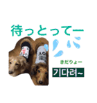 佐賀弁＆韓国語わんこ（個別スタンプ：15）