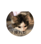 仲良くなった8（個別スタンプ：5）