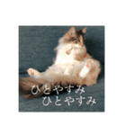 猫スタンプ★ロア日常会話2〜ひとこと編〜（個別スタンプ：2）