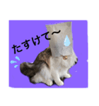 猫スタンプ★ロア日常会話2〜ひとこと編〜（個別スタンプ：3）