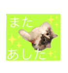 猫スタンプ★ロア日常会話2〜ひとこと編〜（個別スタンプ：4）