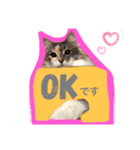猫スタンプ★ロア日常会話2〜ひとこと編〜（個別スタンプ：5）