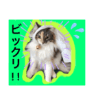 猫スタンプ★ロア日常会話2〜ひとこと編〜（個別スタンプ：6）