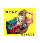 猫スタンプ★ロア日常会話2〜ひとこと編〜（個別スタンプ：8）