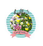ゆるっとかわいいお花のスタンプ（個別スタンプ：17）