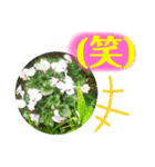 ゆるっとかわいいお花のスタンプ（個別スタンプ：36）