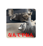 マンチカンとチワワ3（個別スタンプ：5）