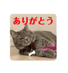 マンチカンとチワワ3（個別スタンプ：7）
