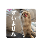 マンチカンとチワワ3（個別スタンプ：8）