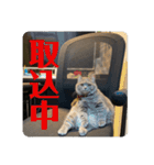 マンチカンとチワワ3（個別スタンプ：13）