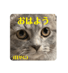 マンチカンとチワワ3（個別スタンプ：14）