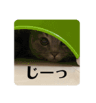 マンチカンとチワワ3（個別スタンプ：16）
