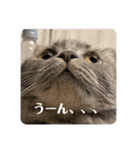 マンチカンとチワワ3（個別スタンプ：17）