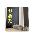 マンチカンとチワワ3（個別スタンプ：18）