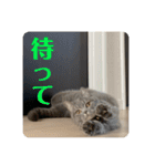 マンチカンとチワワ3（個別スタンプ：19）